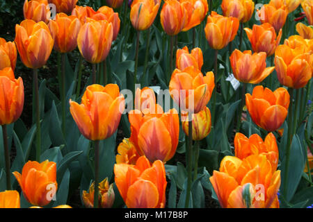 Bright Orange Tulips in the Central Park Conservatory Garden Stock Photo