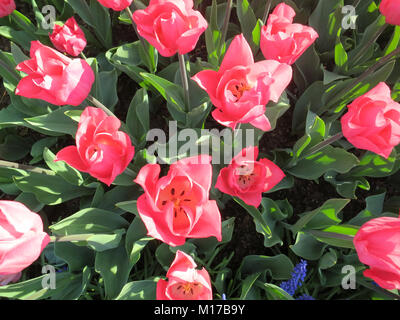 Pink Tulips from above in the garden Stock Photo