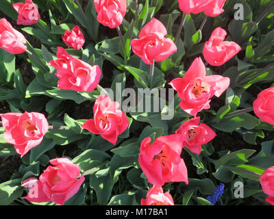 Pink Tulips blooming in Central Park Conservatory Garden Stock Photo