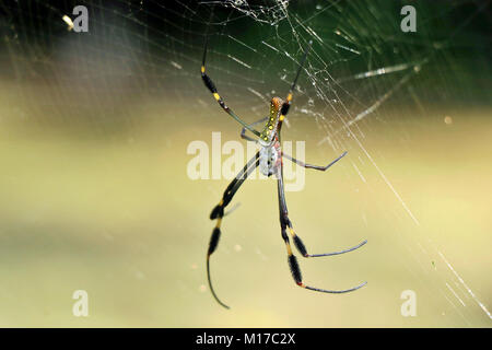 Golden Orb-Weaver Spider (Nephila clavipes) on a web in the Corcovado National Park, southern Costa Rica.