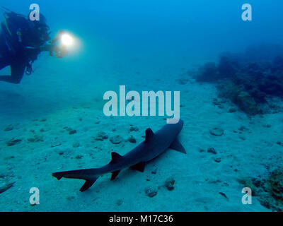 Underwater photograph of a wild Whitetip Reef Shark (Triaenodon obesus) with another diver taking a photo at Isla del Cano, Costa Rica Stock Photo