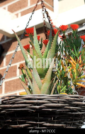 Aloe vera and pig face plant in hanging basket Stock Photo