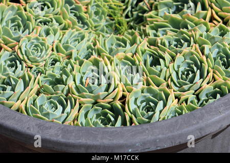 Close up image of Echeveria glauca or known as Aeonium or known as Green Rose succulent Stock Photo