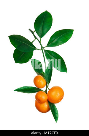tangerines on branch isolated on white Stock Photo
