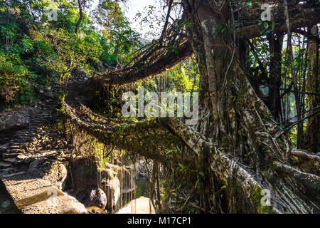 The double decker living root bridges of Nongriat in Meghalaya, India Stock Photo