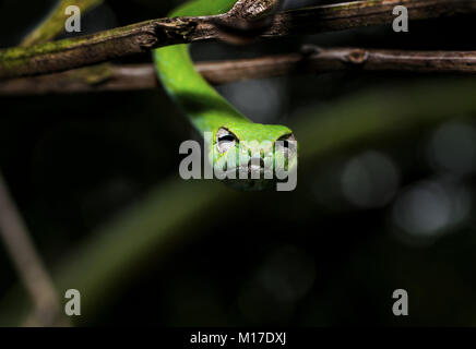 Beautiful green vine snake hanging from a tree branch with its eyes sharp in focus and looking at the camera Stock Photo