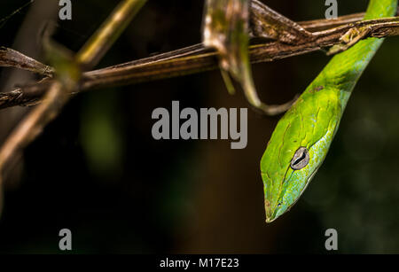 Green vine snake hanging from the tree branch. Side portrait  with eyes in sharp focus Stock Photo