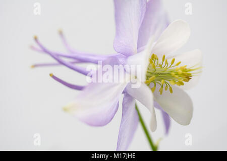 Aquilegia - Akelei Stock Photo