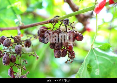 grapes remain on the vine and dried out. vineyard Stock Photo