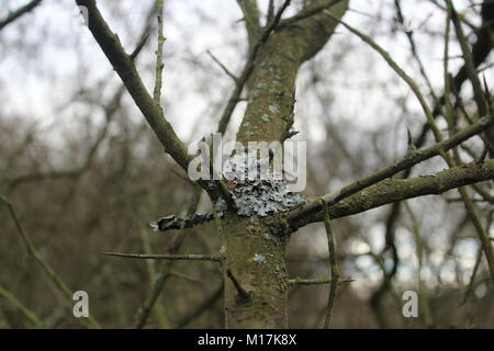 Lichen cover on the bark of a tree Stock Photo