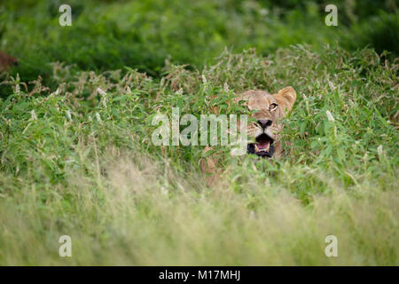 lioness hiding in long green grass while panting and staring in central kalahari game reserve in Botswana Stock Photo