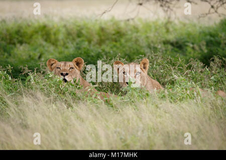 two lionesses hiding in long green grass while panting and staring in central kalahari game reserve in Botswana Stock Photo