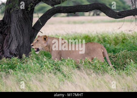 lioness standing in long green grass while panting and staring in central kalahari game reserve in Botswana Stock Photo