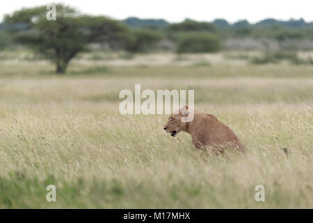 lioness sitting in long green grass while panting and staring in central kalahari game reserve in Botswana Stock Photo