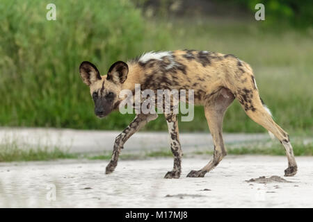 African Wild dog or painted dog walking facing camera Stock Photo