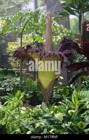 Cairns, Australia. 28 January 2018. The titan arum (Amorphophallus titanum) known as “Spud” flowers in the conservatory of the Flecker Botanic Gardens. It is the largest inflorescence in the world and is also known as “corpse flower” for its carrion-like aroma which attracts pollinating flies. Credit: Suzanne Long/Alamy Live News Stock Photo