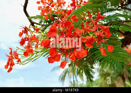Delonix regia is a species of flowering tropical tree. Also called the Poinciana Tree it has soft leaves with brilliant red flowers Stock Photo