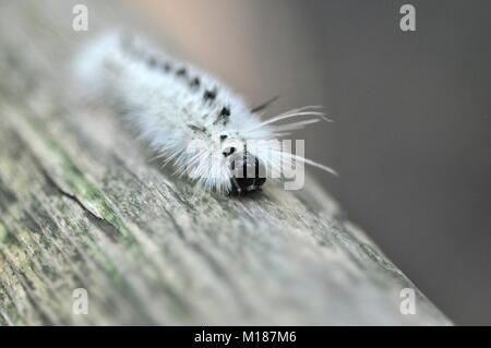 Detail of a Lophocampa caryae white black hairy caterpillar crawling on a tree log. Hickory tussock moth or hickory halisidota of Erebidae family. Stock Photo