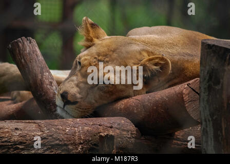 Sleeping Lion Nairobi National Park Kenya Africa Stock Photo