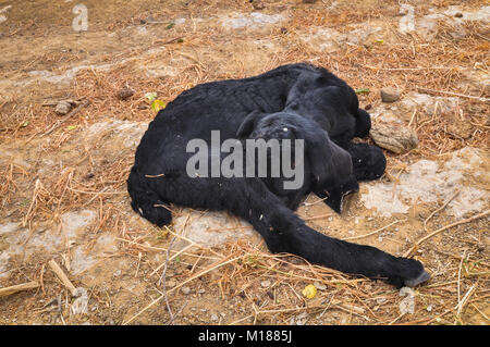 A black goat sleeping on Thar Desert in Jaisalmer, Rajasthan, India. Stock Photo