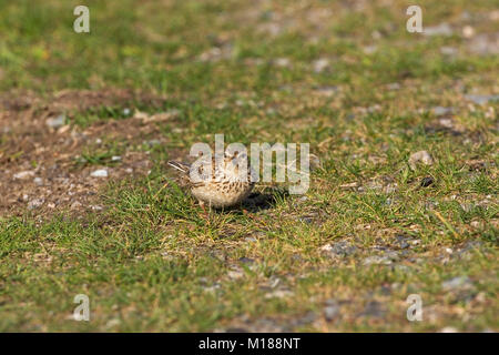 Common skylark Alauda arvensis juvenile feeding in grassland Mull Scotland UK 2005 Stock Photo