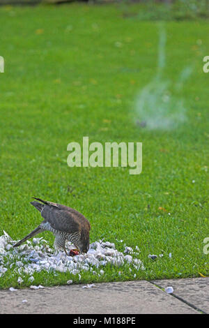 Eurasian sparrowhawk Accipiter nisus with Collared dove Streptopelia decaocto prey in garden and impression of bird strike on window Ringwood Hampshir Stock Photo
