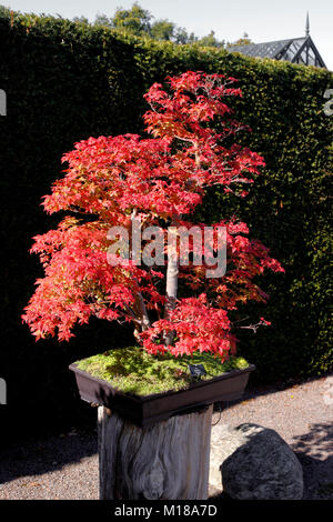 ACER PALMATUM DESHOJO. BONSAI Stock Photo