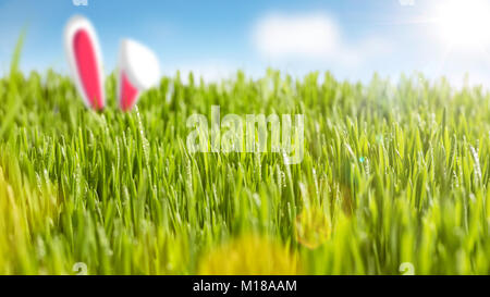 Juicy grass and bunny ears in the sunshine Stock Photo