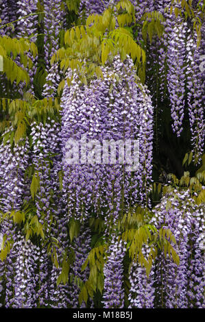 Wisteria sinensis im Hermannshof Weinheim - Wisteria flowering in the Hermannshof Stock Photo