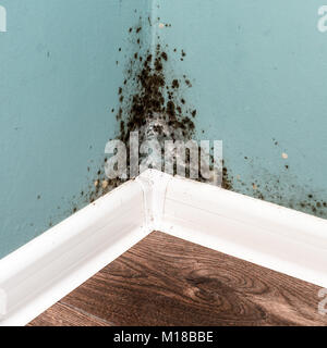 Black mould on wall closeup Stock Photo