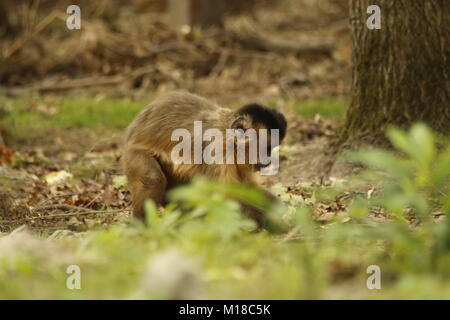 Gracile capuchin monkey in a park Stock Photo