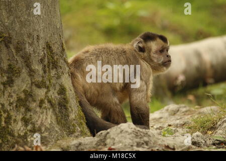 Gracile capuchin monkey in a park Stock Photo