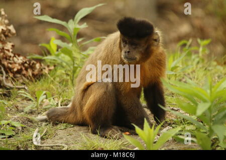 Gracile capuchin monkey in a park Stock Photo