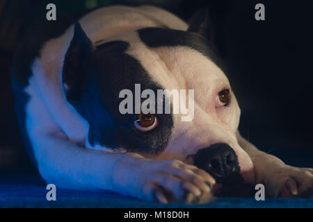 Staffordshire Terrier dog with sad eyes Stock Photo