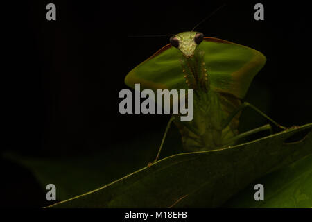 A shield mantis in the genus Choeradodis, relies on its camouflage to hide it from both predators and prey. Stock Photo
