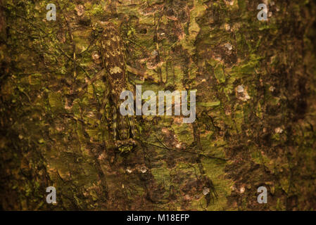 A lichen mantis camouflaged against a mossy tree trunk. Almost impossible to see but its there. Stock Photo