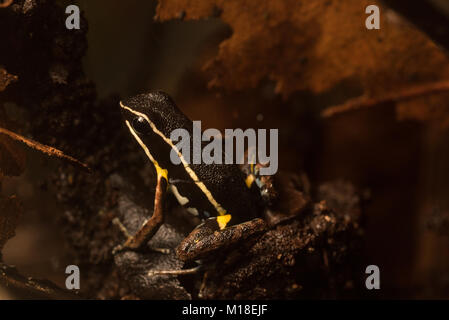 A brilliant-thighed poison frog (Allobates femoralis) on the forest floor in Colombia, this species has been studied for its movement patterns. Stock Photo