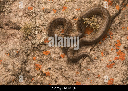 A small harmless and reclusive snake species endemic to central Colombia, Atractus crassicaudatus. Stock Photo