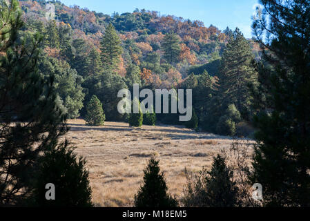 Nature landscape at Palomar Mountain State Park, San Diego County, California, USA. Stock Photo