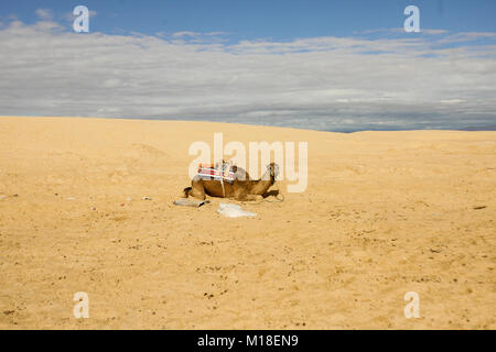 Camel at the desert, near the Tataouine town, in Tunisia, Africa. Stock Photo