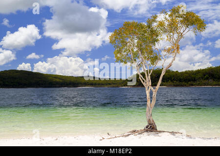Lake McKenzie on Fraser Island. Stock Photo
