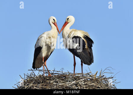 White storks (Ciconia ciconia),couple standing on eyrie,Canton of Aargau,Switzerland Stock Photo