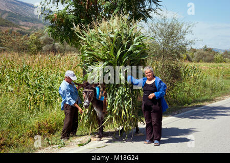 Donkey,transporting corn perennials,near Kelcyra,Albania Stock Photo