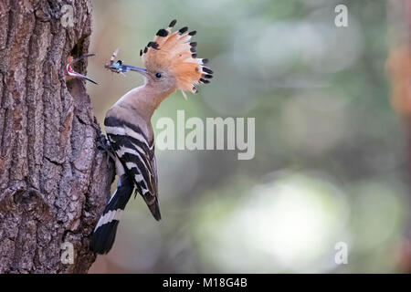Hoopoe (Upupa epops) with blue-winged wilderness grasshopper as food,young birds feeding at breeding cave Stock Photo
