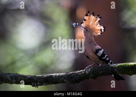 Hoopoe (Upupa epops) with blue-winged wilderness grasshopper as food on branch,Biosphere Reserve Mittelelbe,Saxony-Anhalt Stock Photo
