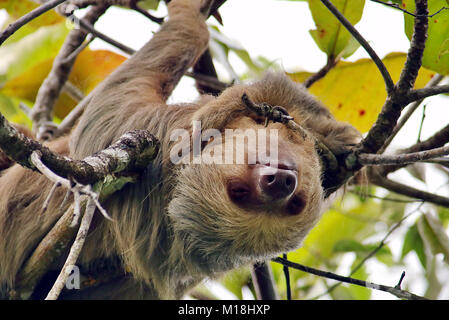 Wild Hoffmann's Two-toed Sloth (Choloepus hoffmanni) sleeping upside-down in a tree in Manuel Antonio in Puntarenas Province, Costa Rica