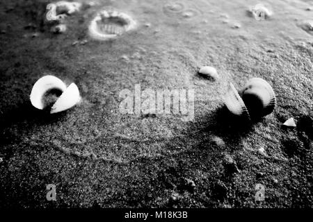 Sea shells, and she life on the sandy beach at sunset time Stock Photo