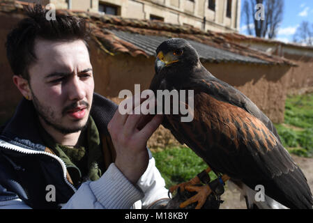 Almazán, Spain. 27th Jan, 2018. Michael Pico, one of the last falconers of the spanish province of Soria, pictured with Golfa, a specimen of Harris's hawk (Parabuteo unicinctus) during the last day of the Hunting Midseason in Almazán, north of Spain. During the hunting midseason, hunters may hunt pigeons, foxes, magpies, rabbits, hares, partridges and quails. Credit: Jorge Sanz/Pacific Press/Alamy Live News Stock Photo