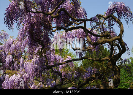 Blauregen hi-res stock photography and images - Alamy