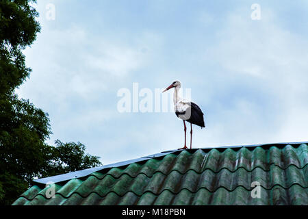 In Ukraine they say that when a stork sits down on the house of the owner, then the baby will necessarily be in the family Stock Photo